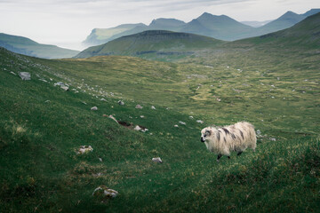Fototapeta premium White sheep in front of cliffs, islands and coastline on Faroe Islands, rock formation Risin og Kellingin.