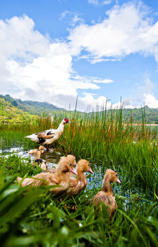 The beauty of Sulfur Lake, Linow Lake, in Tomohon, Manado, North Sulawesi, Indonesia