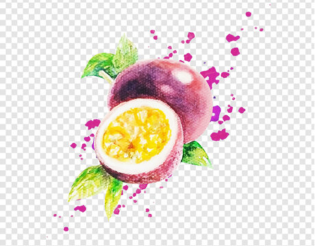 Watercolor Passion Fruit Isolated Transparent Background, Vector Illustration