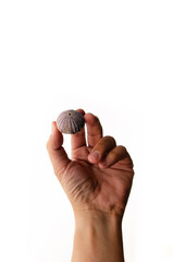 a man's hand holds a fossil of a sea urchin on white background