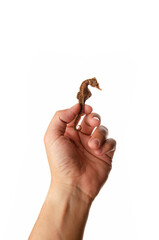 a man's hand holds a fossil of a seahorse on white background © Enrique