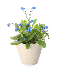 Beautiful potted Forget-me-not flowers on white background