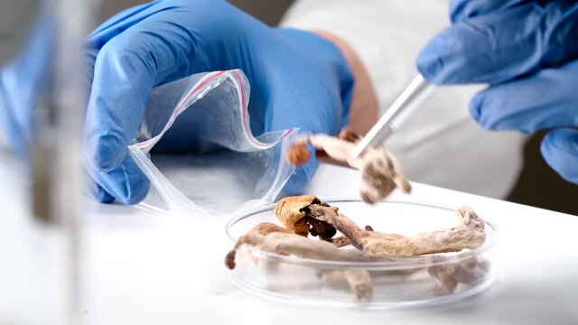 Packaging magic mushrooms for microdosing in a plastic bag at laboratory.