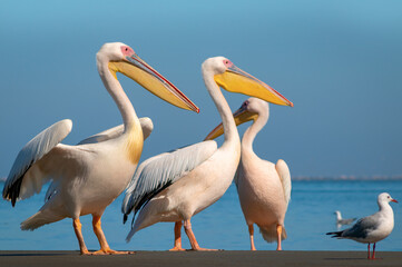 Fototapeta na wymiar Wild african birds. A group of several large pink pelicans stand in the lagoon on a sunny day