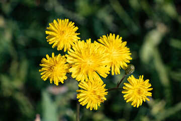 Yellow dandelion flower, Bitter chicory or radicheta, Taraxacum officinale, whose yellow flower is known as dandelion, is a plant of the Asteraceae family