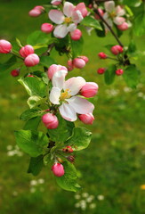 The apple tree bloomed