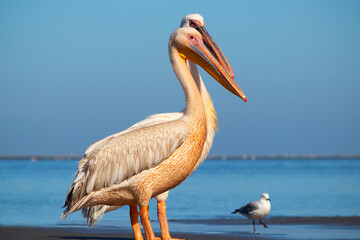 Fototapeta na wymiar Wild african birds. A group of several large pink pelicans stand in the lagoon on a sunny day