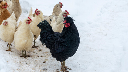 A group or flock of white colored leghorn and black cock crossbred free range egg laying hen chickens with white snow in the background on a rural farm in the winter season. Chicken farm concept.