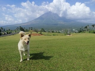 adorable dog with mountain on the background