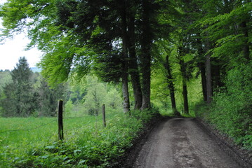 Chemin de forêt dans le Jura, Suisse