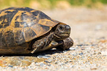 Earthen turtle in the mountain forest.