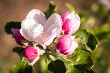 Fototapeta premium Beautiful apple tree blossom in the spring