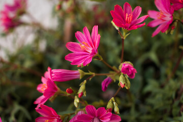 Fototapeta premium Beautiful vivid pink cliff maids blooming on the balcony in spring