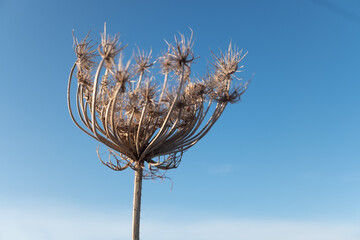 dry plant against blue sky