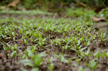 bunch the small green chilly plant soil heap over out of focus green brown background.