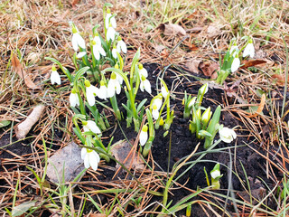 Spring white flowers snowdrops, after the snow melts, bloom against the background of coniferous litter	
