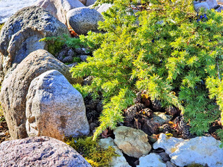 Juniperus conferta Schlager young in stone rockery, composition from the garden.	
