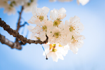 Sour cherry tree branch full of blooming white flowers