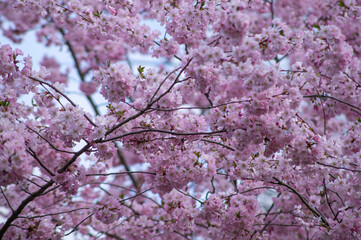 wilde Kirschblüte