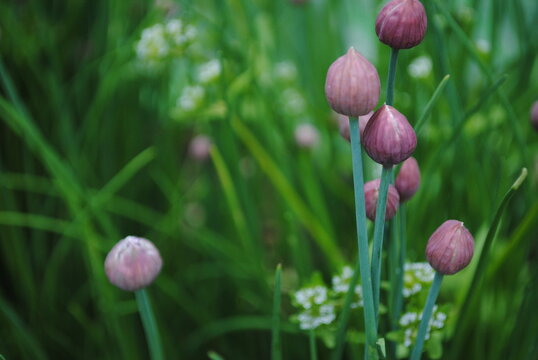 Ciboulette ou civette (Allium schoenoprasum L.) en fleur