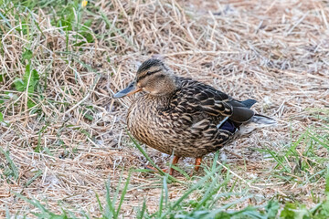 bird in a park in Aix en Provence