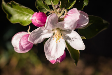 Beautiful apple tree blossom in the spring