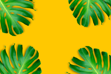 monstera leave on yellow background with copy space. You can take this image to use as a nature background graphic design, space for text.
