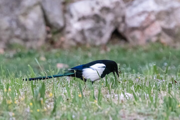 bird in a park in Aix en Provence