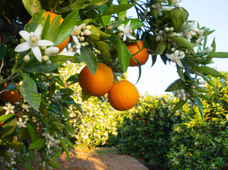 Valencian orange and orange blossoms. Spain. Spring harvest