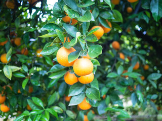 Valencian orange and orange blossoms. Spain. Spring harvest
