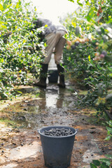 Harvesting blueberries in the field. Selective focus. Blue bucket full of blueberries in nature near blueberries bushes. Natural organic food