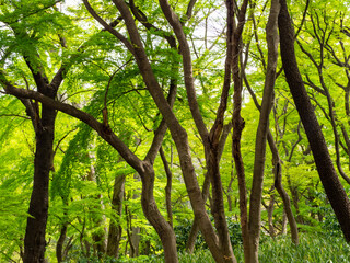 green forest park in japan