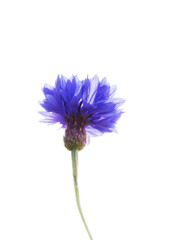 Blue flower of Cornflower isolated on white background with soft blurred focus. Summer or spring time or beauty concept.