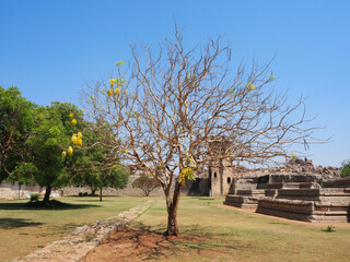 Tree Hampi Karnataka India