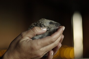 Person holding hedgehog indoors