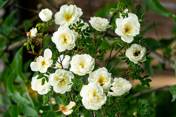 Obraz na płótnie Canvas White flowers bush wild rose hips summer garden.