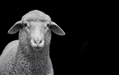 Foto op Aluminium Close-up van een jong wit schaap dat naar de camera kijkt en geïsoleerd op zwarte achtergrond © Thomas Marx