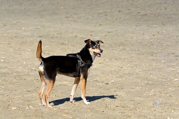 Old dog. An abandoned hungry dog.