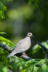 Mourning Dove perched in a tree