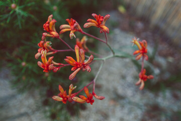 native Australian plant outdoor in sunny backyard