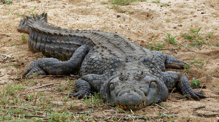 huge crocodile on the river bank