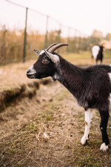 Portrait of a black-white goat with horns behind a fence. Side view. Agriculture