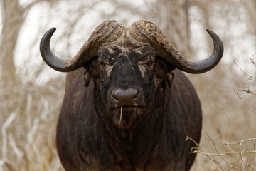 Kaapse buffel portret in het wild