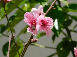 Pink flowers of a nectarine tree, or Prunus persica, and a honey bee, in the spring