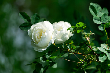 White flowers bush wild rose hips summer garden bokeh effect.
