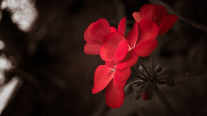 red Pelargonium in the garden. moody photo of Red geranium flowers