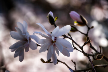 Magnolia flowers