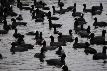 Fototapeta premium Foulque macroule, poule d'eau (Fulica atra) - Eurasian Coot en colonie sur une surface d'eau