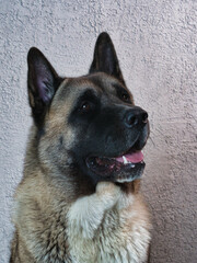 Portrait of a American Akita close-up