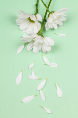 Three flowers with white petals on a green background. 